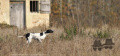 Pedigree ELFIE DE LA VALLEE DES PICTONS Pedigree ELFIE DE LA VALLEE DES PICTONS